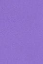COLORFUL STANDARD - Classic Organic Crew - Ultra Violet - BACKYARD