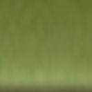 KOMONO - Liam - Fern - BACKYARD