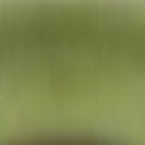 KOMONO - Madison - Fern - BACKYARD