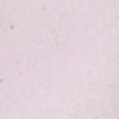 SESSUN - Chebbi - Wild Lila - BACKYARD